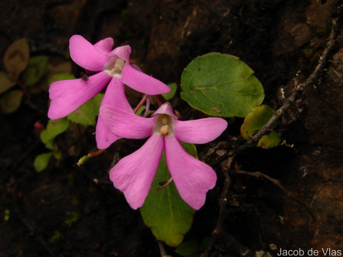 Impatiens acaulis Arn.